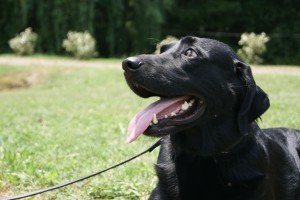 Kaiser Autism Assistance Dog - Kaiser