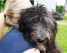 Service Dog Puppy – Mator