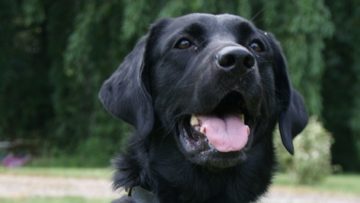 Update on Kaiser the Labrador Service Dog - Autism Service ...