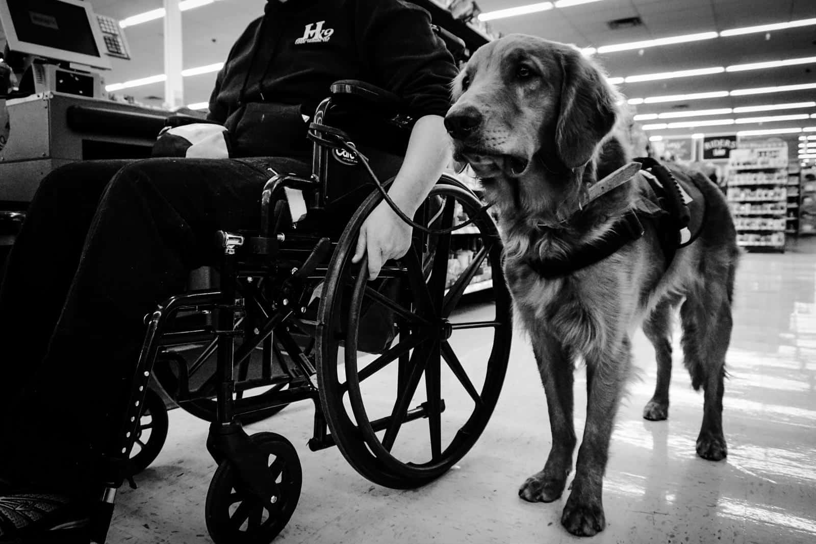 Mobility Service Dogs