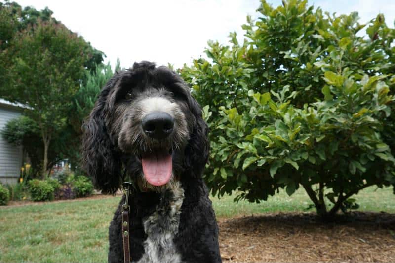 standard poodle mix service dog in training