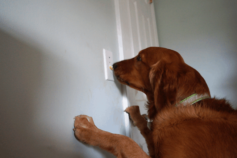 mobility assistance dog turning light switch on