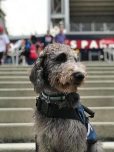 Service Dog practicing obedience in public