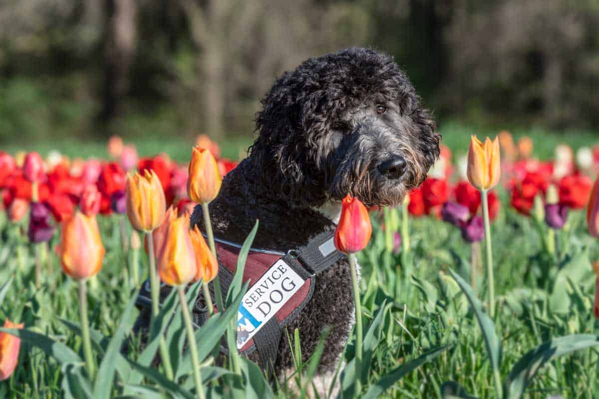 How do I qualify for a Service Dog? Highland Canine Service Dogs