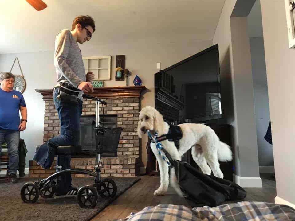 Retrieval task by stability assistance service dog