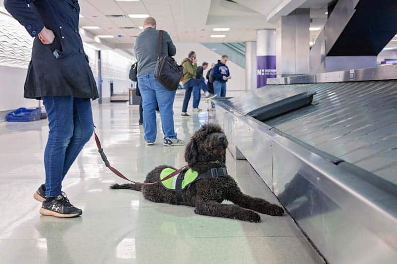 Service Dogs must be under control