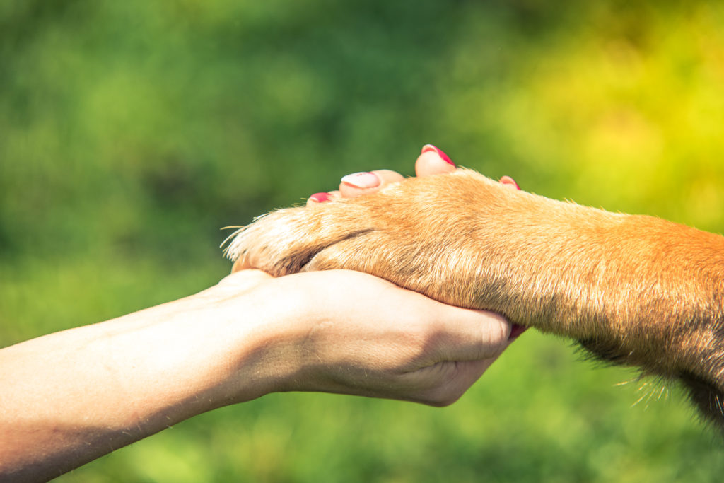 human and dog holding hand