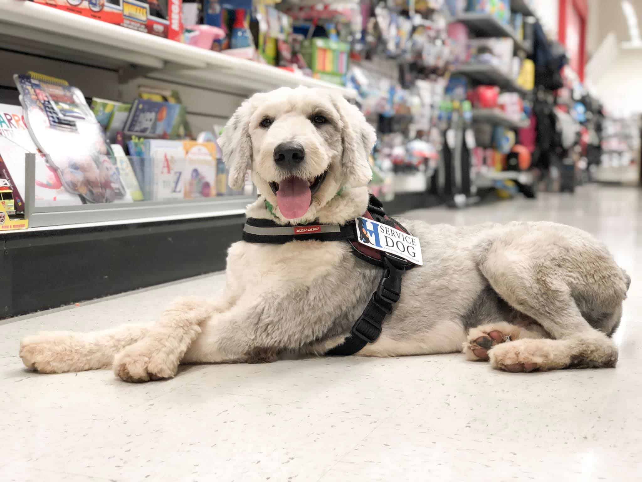 Are Goldendoodles Good Service Dogs