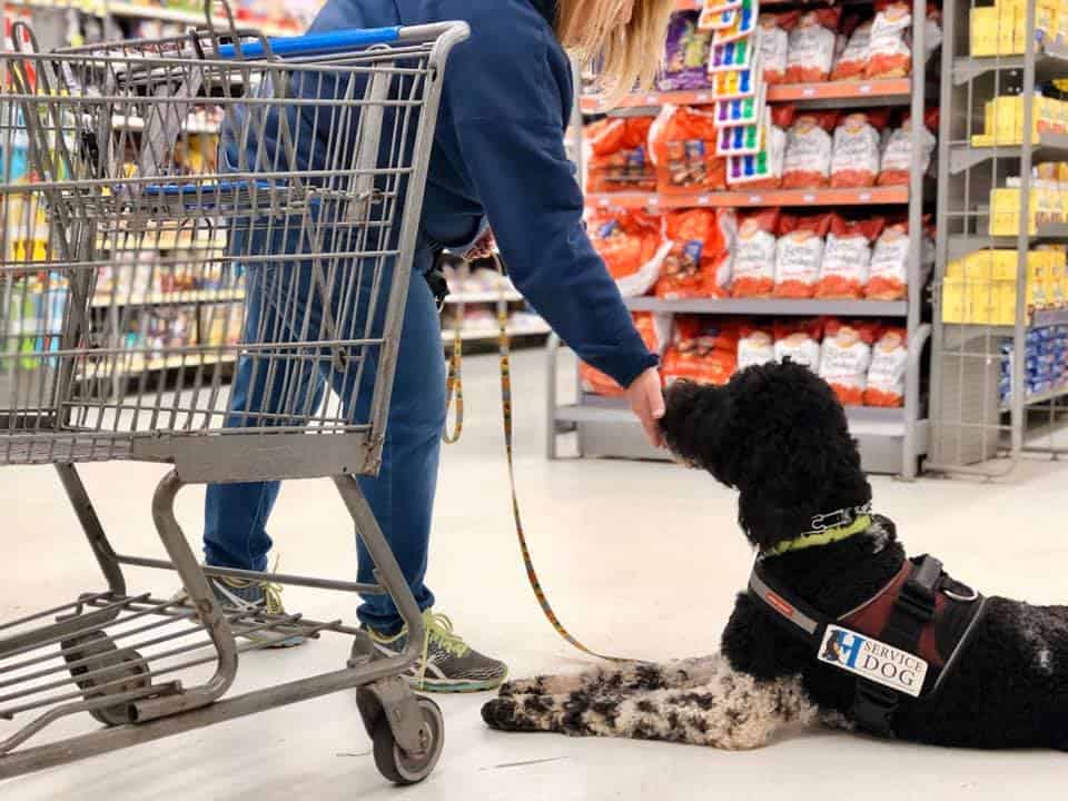 service dog at grocery store
