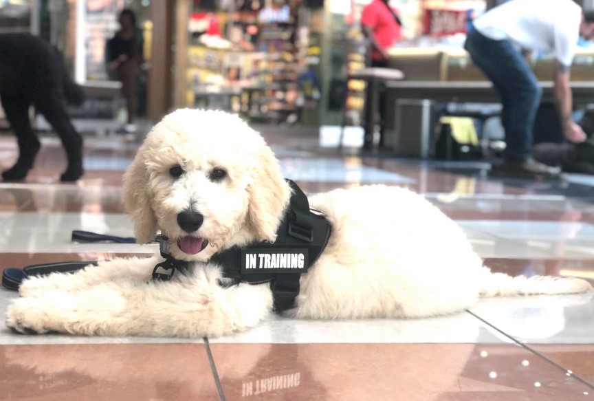 are stores allowed to ask for service dog papers