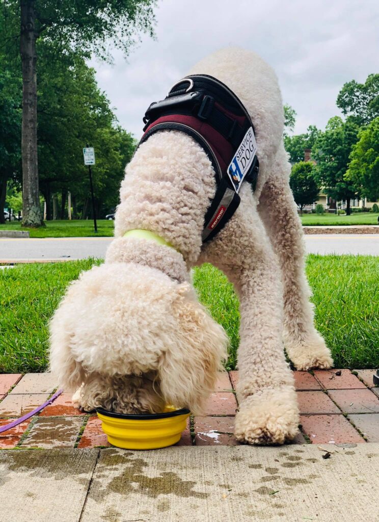 service dog eating from yellow bowl