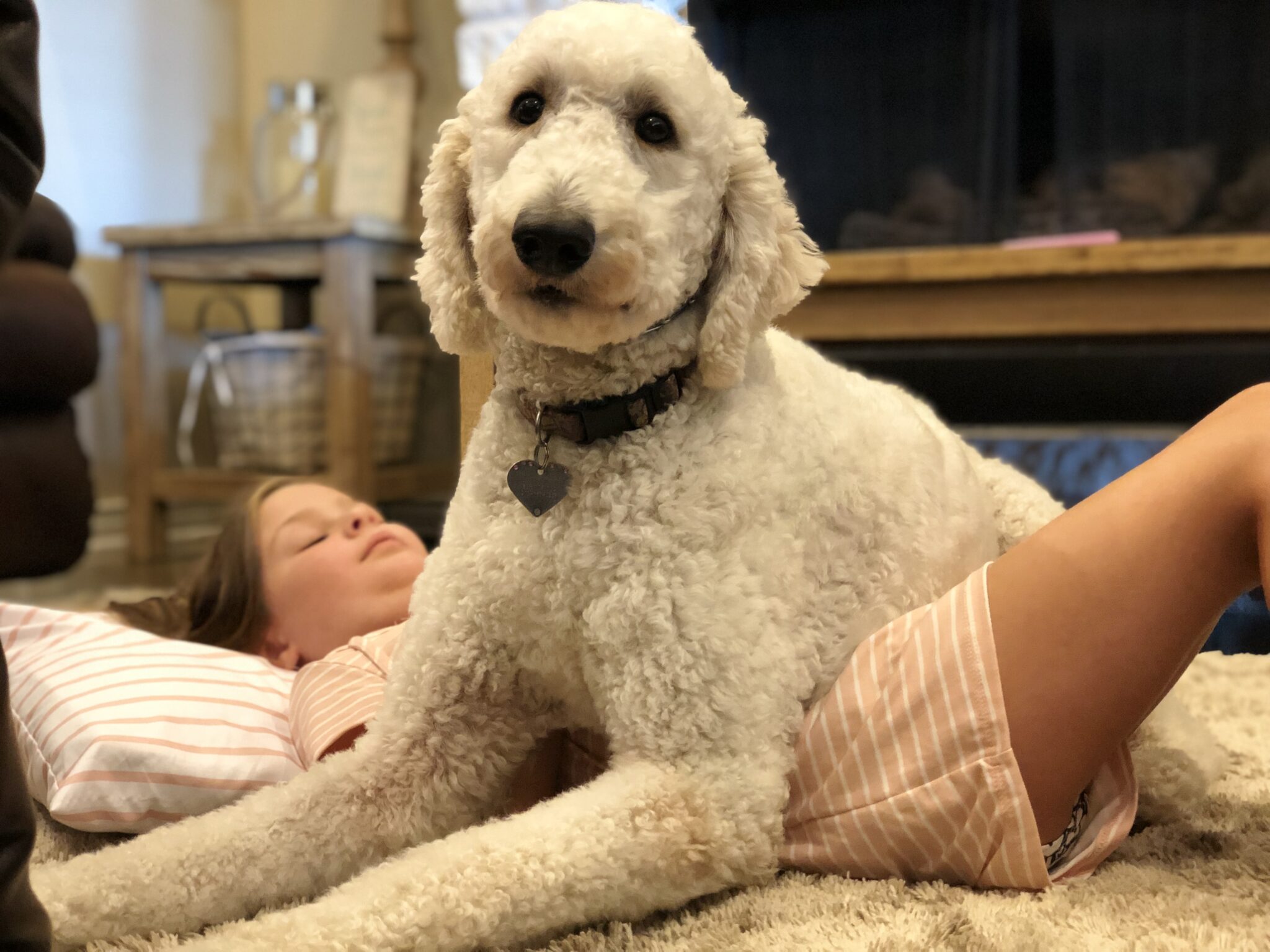 Autism Service Dogs From A Trusted Team Autism Service Dogs