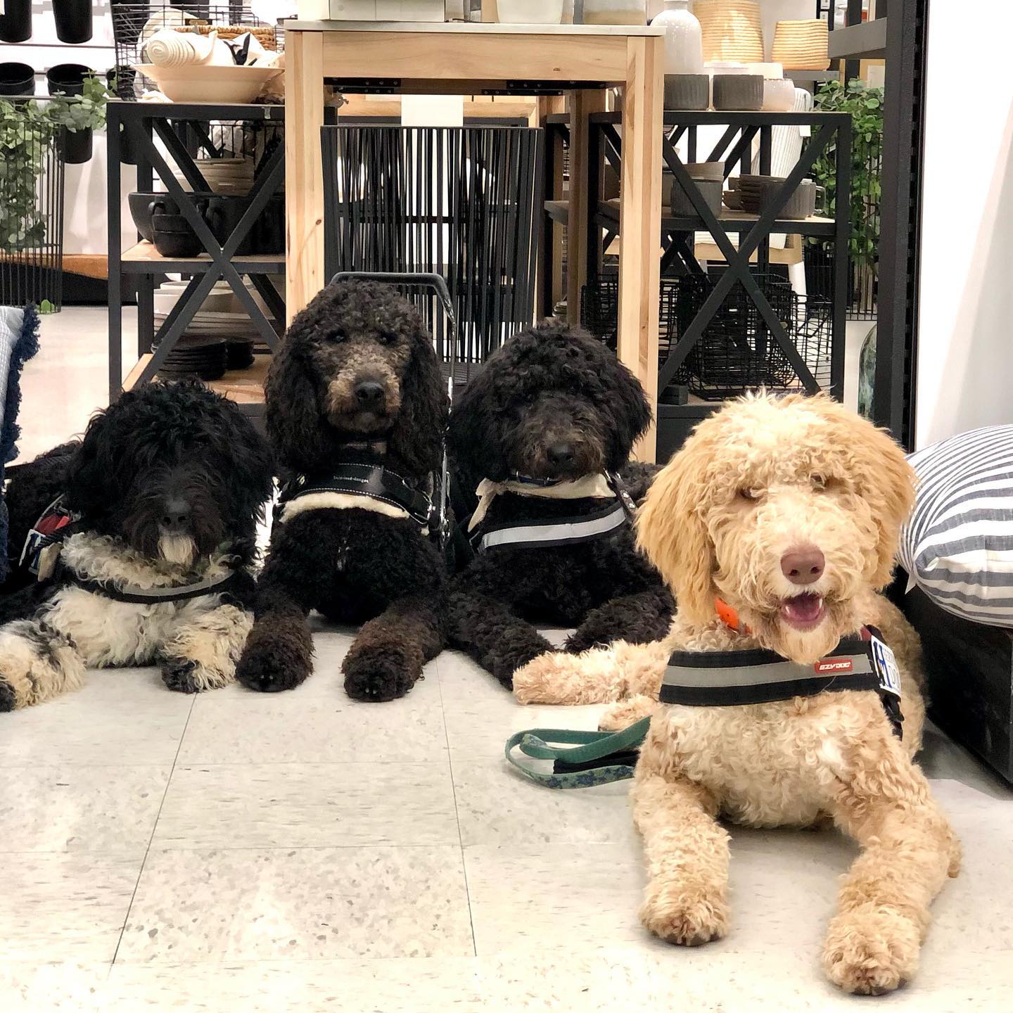 service dogs in training at the grocery store