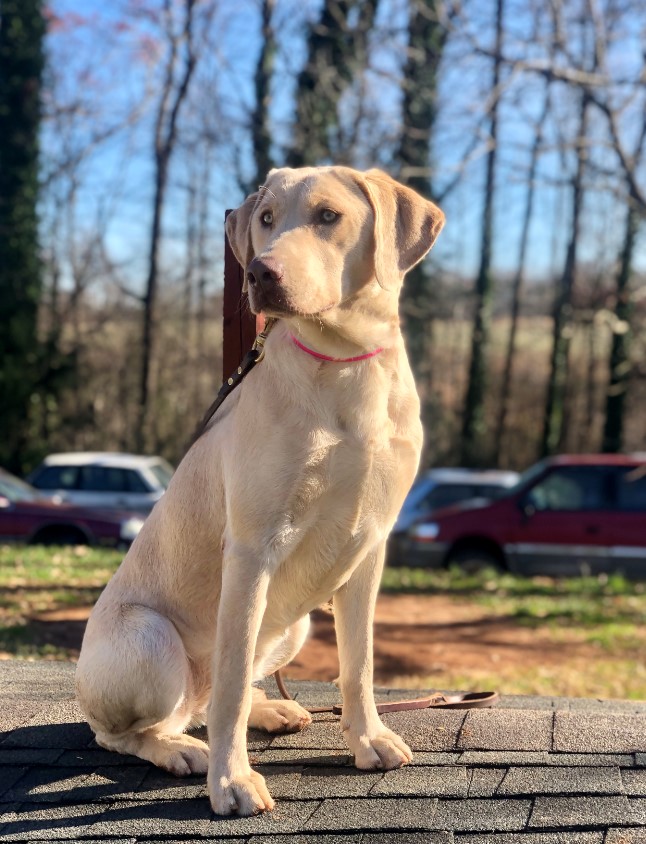 service dog sitting outdoors
