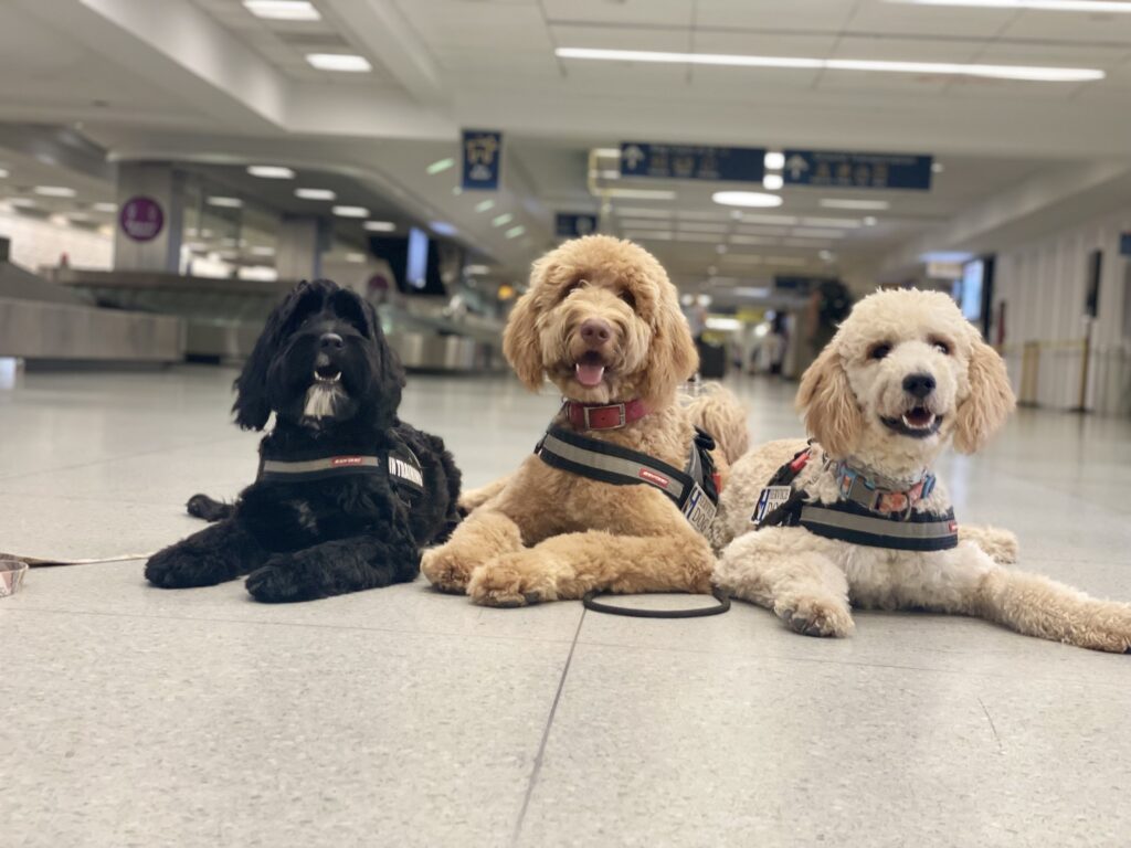 service dogs at the airport