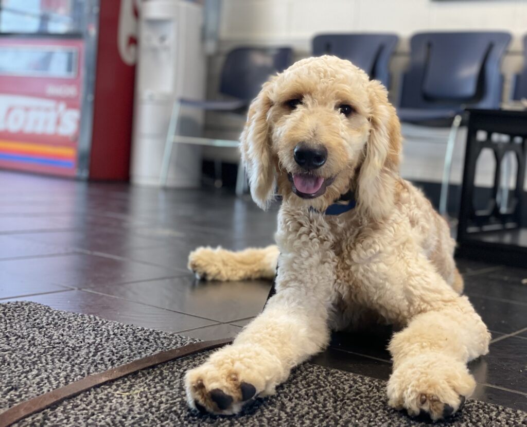 doodle service dog in training out in public