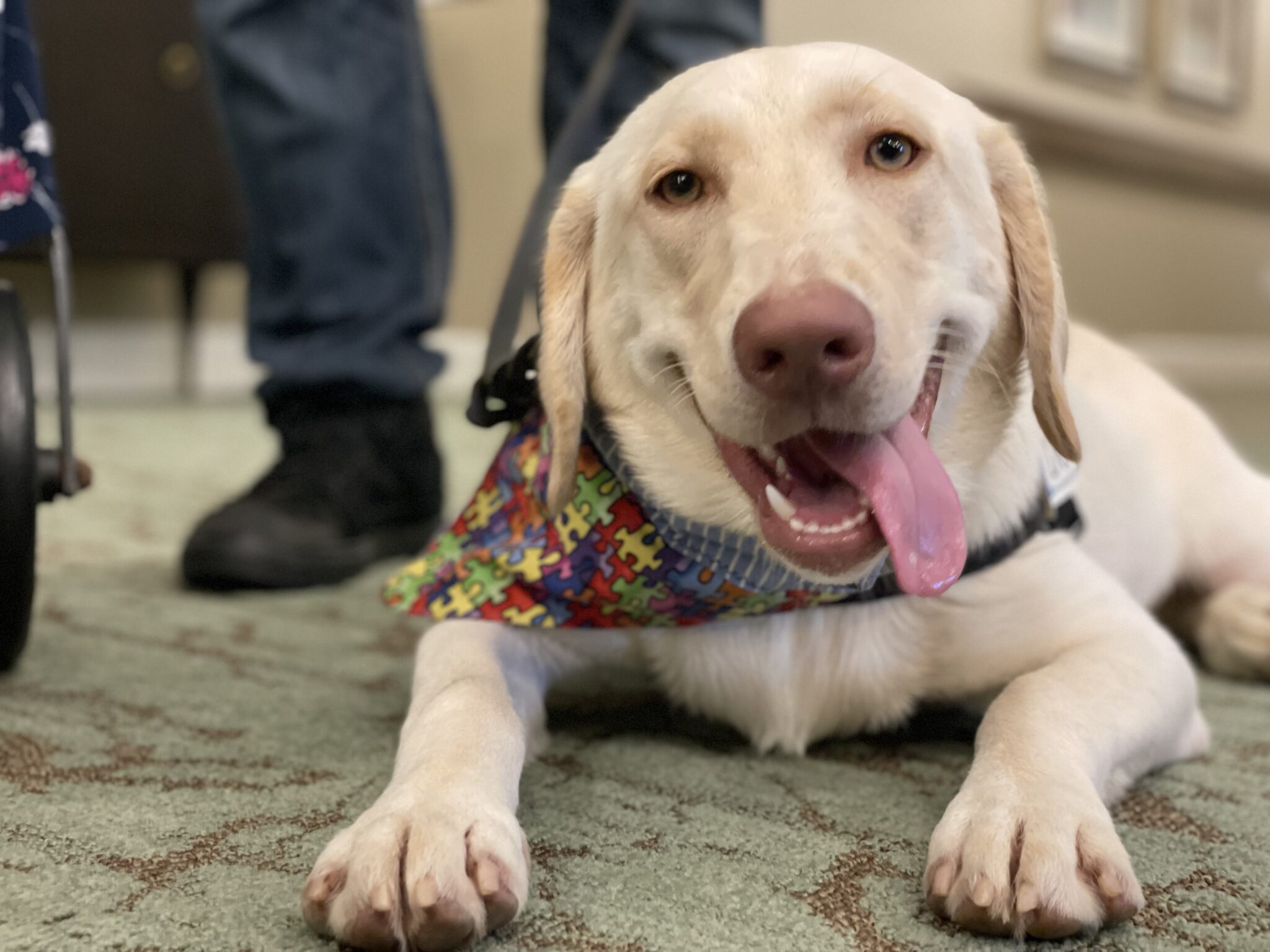 Seizure Service Dogs Highland Canine Service Dogs