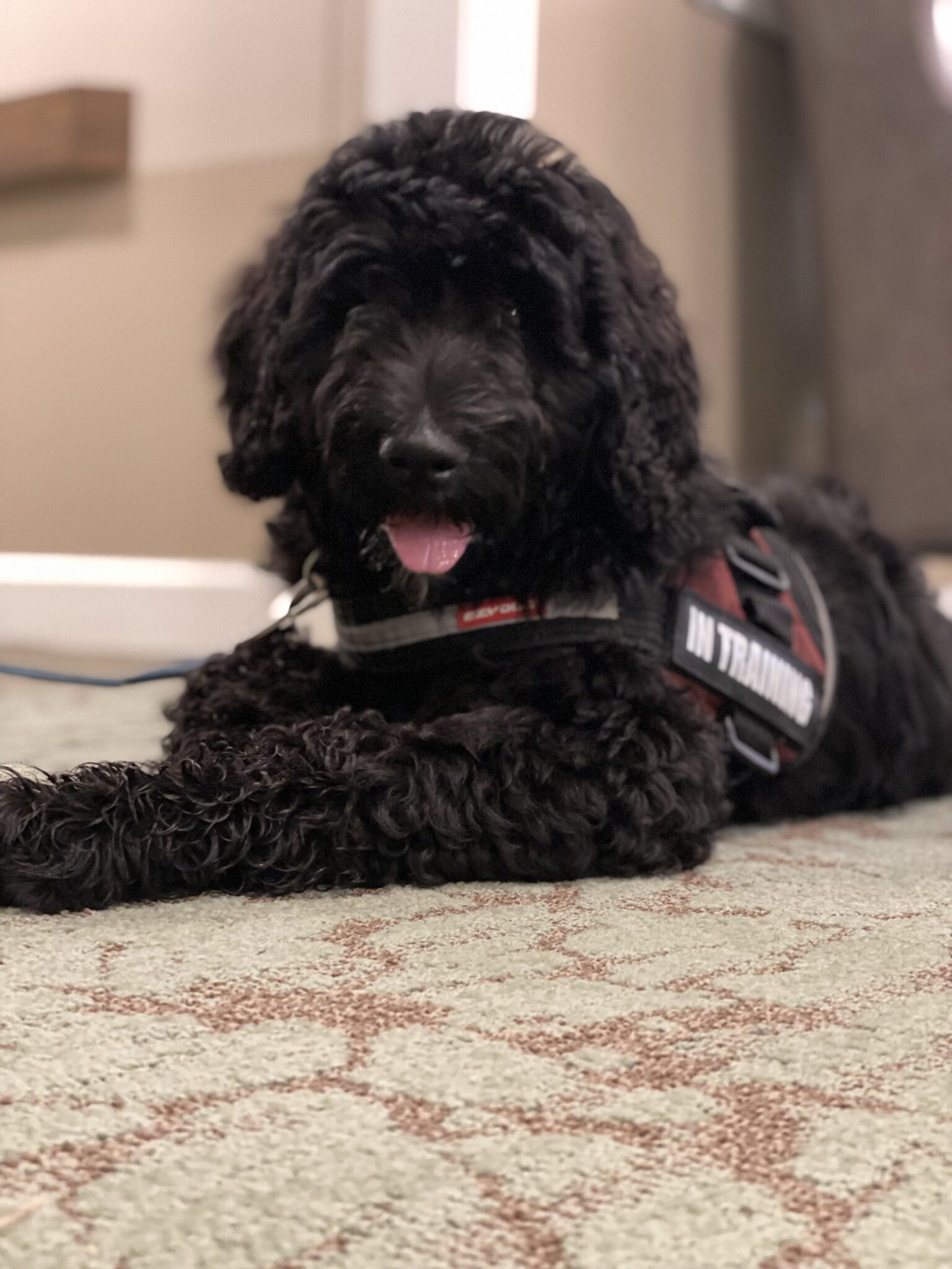 Examining The Differences Between Seizure Alert and Seizure Response