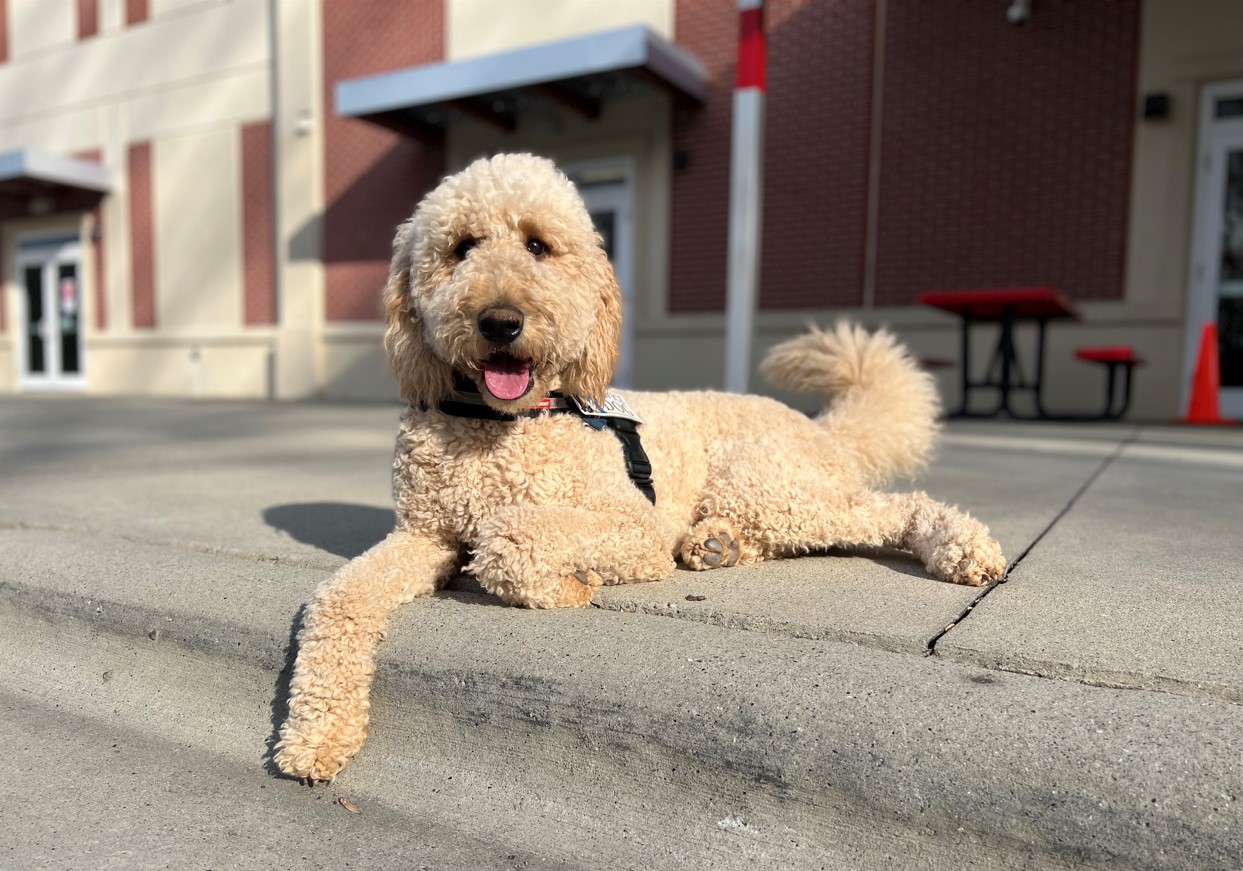 How To Behave Around A Service Dog Highland Canine Service Dogs