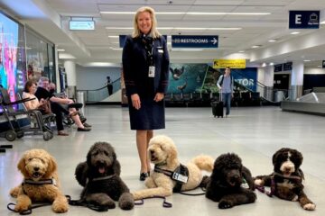 Service dogs at the airport