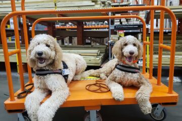 two service dogs at home improvement store