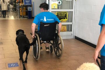 wheelchair mobility service dog