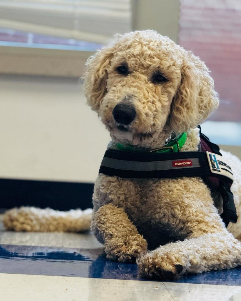 service dog at school reading program
